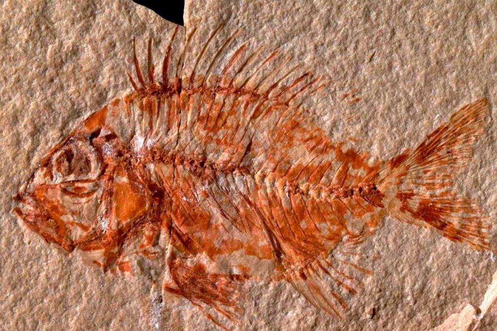 Investigadores hallan una nueva especie de pez que vivió hace 95 millones de años en méxico.