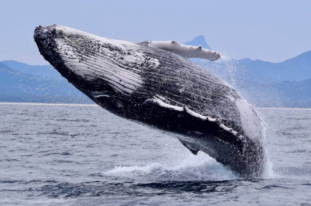 Perú es lugar privilegiado para avistamiento de ballenas.