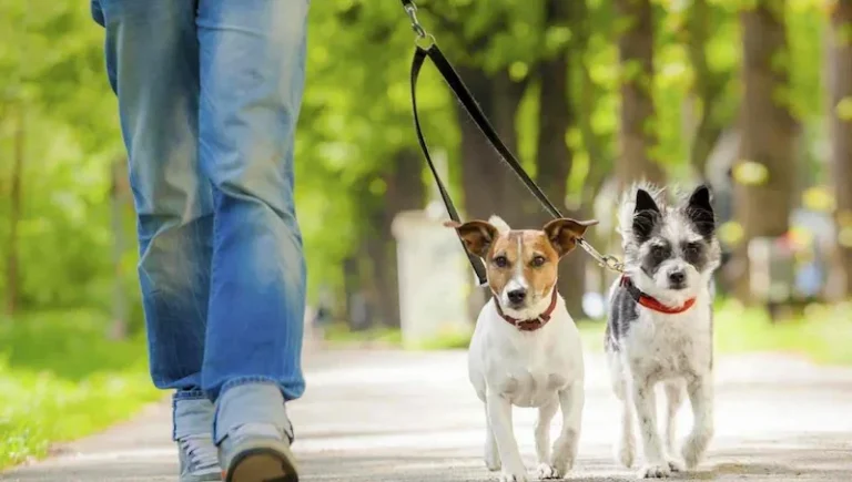 Fotografía de hombre durante un paseo de mascotas