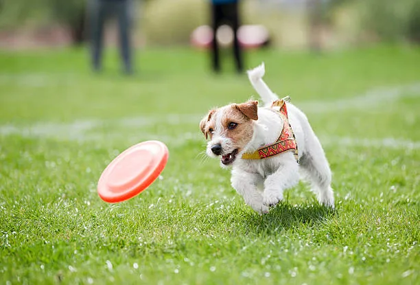 Imagen de perro jugando con disco 