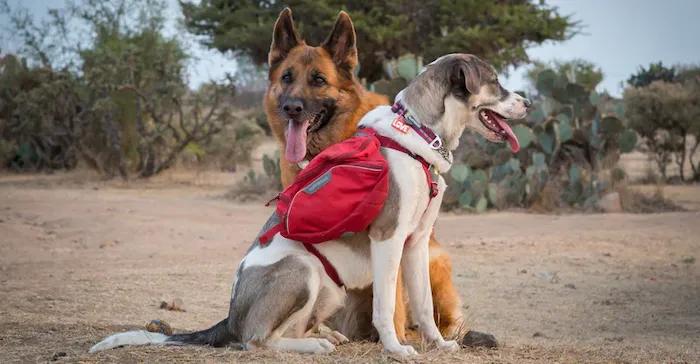 Imagen de perros con pechera y mochila en un paseo