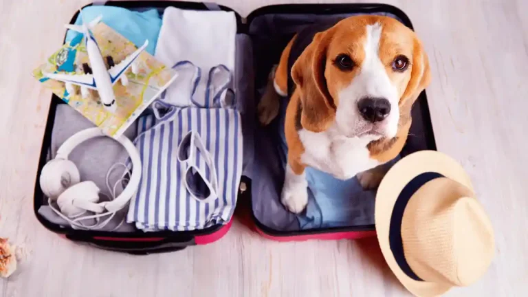 Requisitos-para-viajar-con-mascotas
