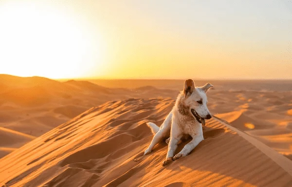 representación de perro disfrutando en desierto