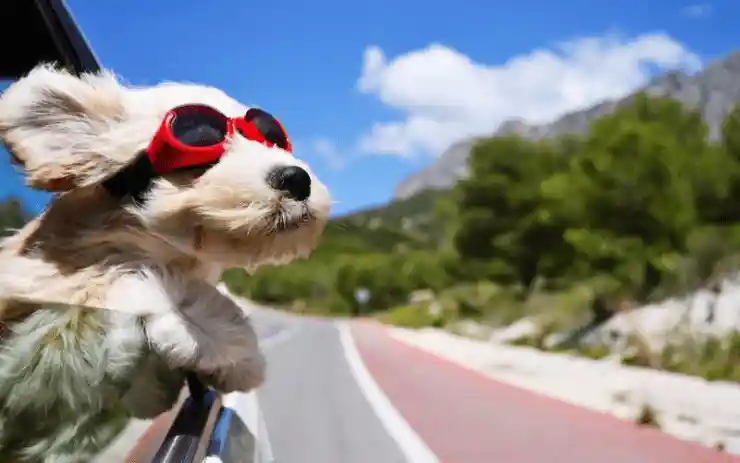 fotografia-de-perro-en-un-auto-disfrutando-viaje-en-carretera
