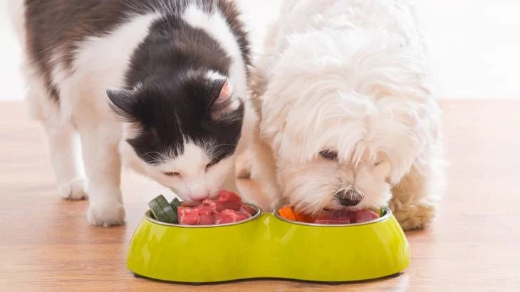Fotografía de gato y perro comiendo juntos