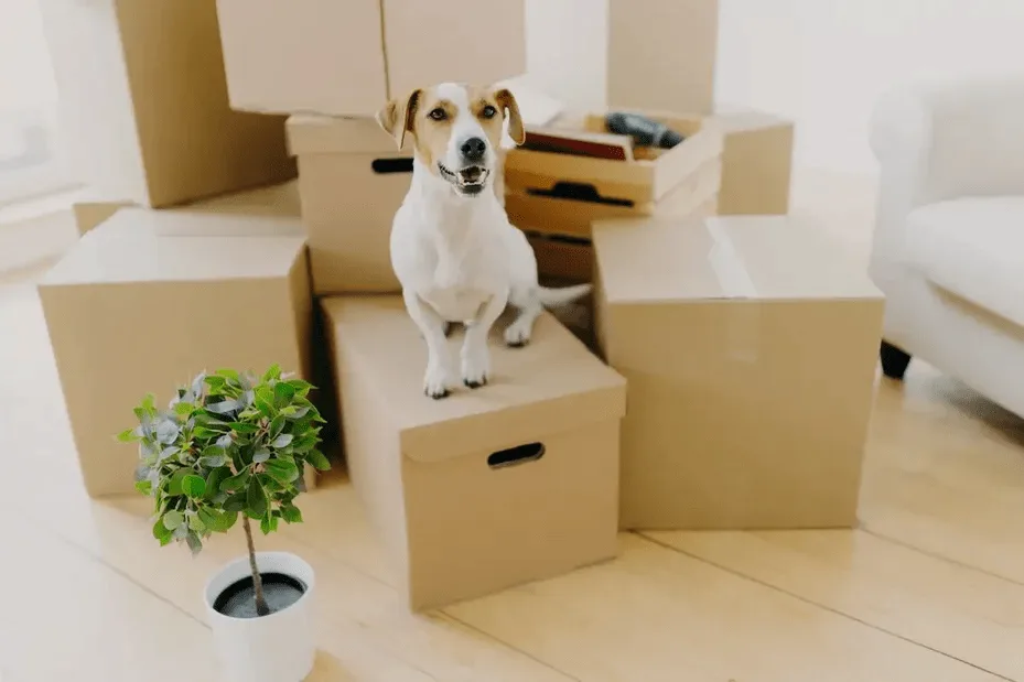Fotografía de perro sobre cajas de mudanza