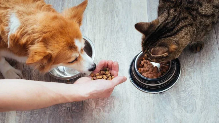 Imagen de una persona dando comida a perro y gato