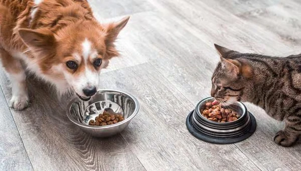 La importancia de la buena alimentación en mascotas