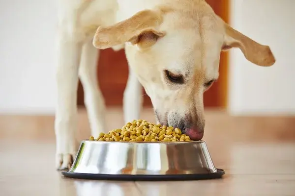 alimento para perros