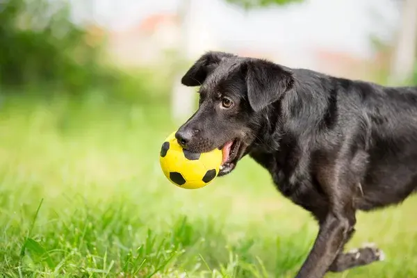 juguetes para perros