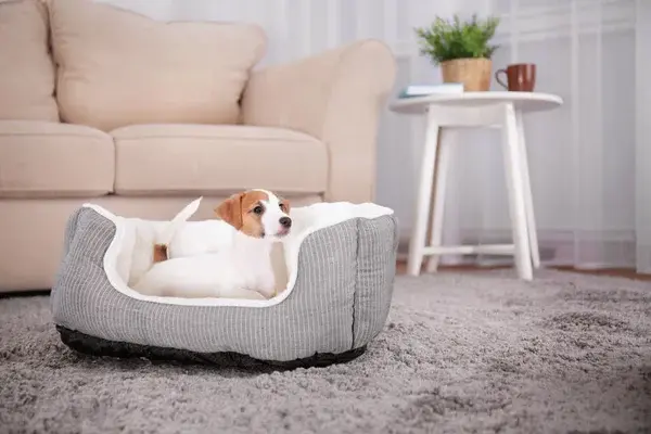 cama de perro