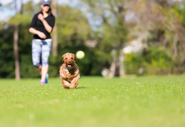 perro con pelota