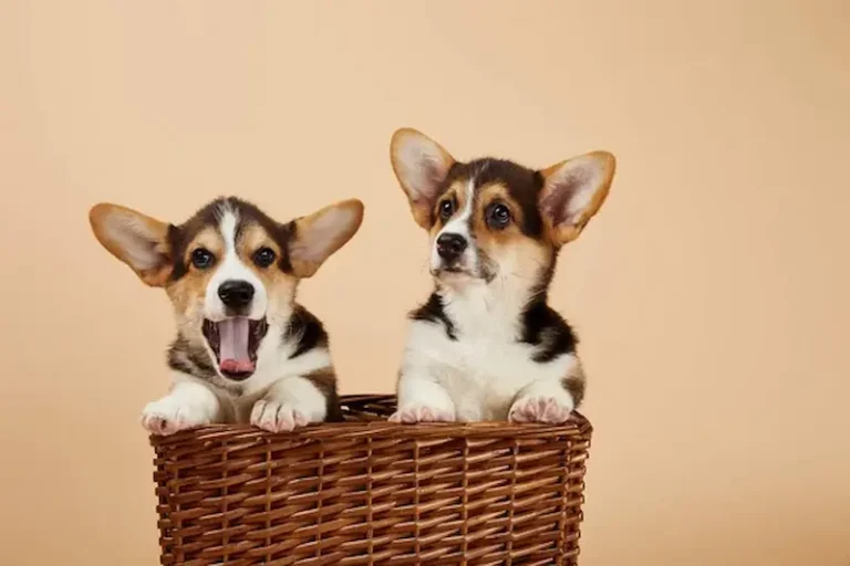 cómo educar a un cachorro