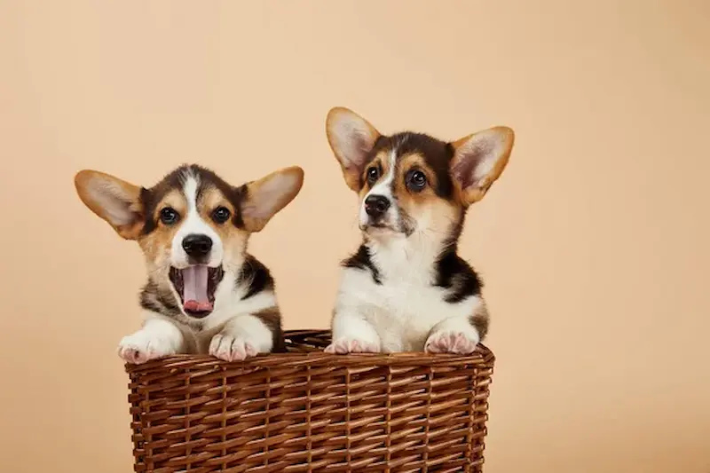 cómo educar a un cachorro