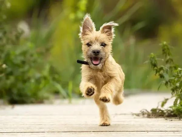 perro corriendo