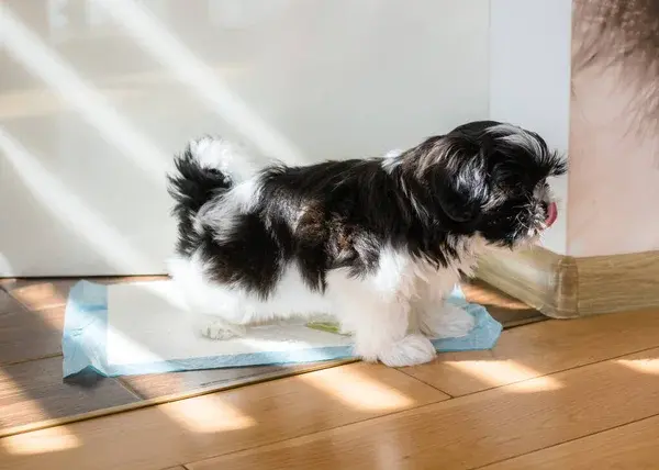 perro orinando