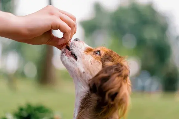 premio al cachorro