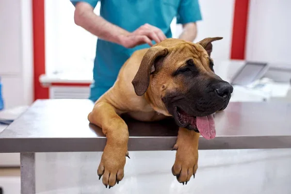 la esterilización en perros previene enfermedades