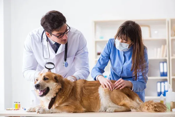 veterinario y asistente revisando a perro
