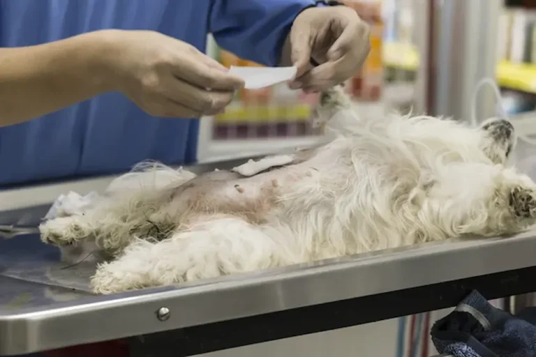 Esterilización en perros Lo que debes saber