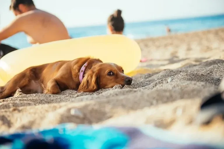 Golpe de calor en perros Cuídalo este verano