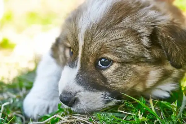 Lenguaje corporal de un perro ¿Cómo saber lo que está sintiendo?