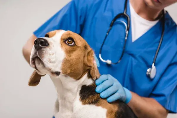 Los 7 mejores antiparasitarios para perros