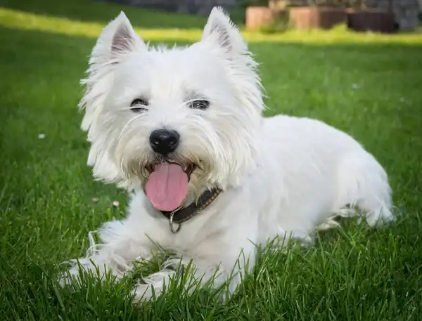 Perrito feliz, saber el leguaje corporal de un perro nos ayuda a garantizar su bienestar
