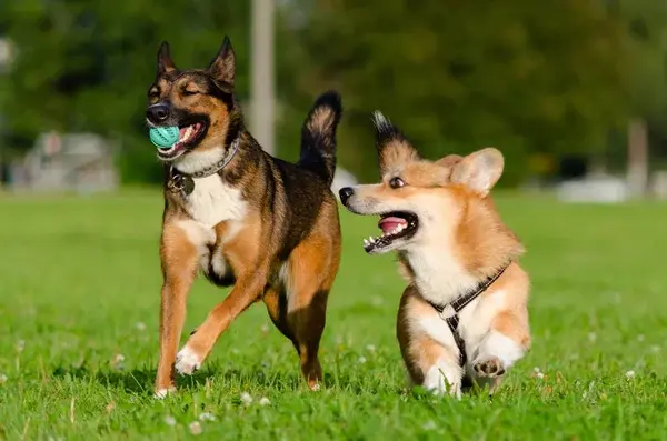 dos perros jugando al aire libre en un día caluroso