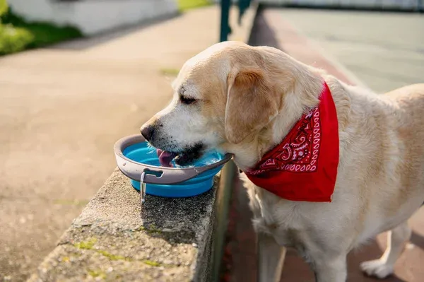 perro bebiendo agua por golpe de calor