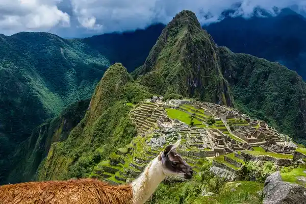 llama en ciudadela inca Machu Picchu