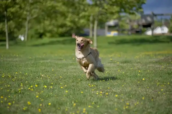 perro feliz después de saber cómo identificar el lenguaje corporal de un perro
