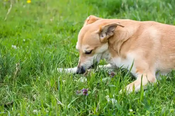 Perro jugando, elegir los mejores antiparasitarios garantizan el bienestar de tu mascota