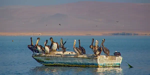 Pelícanos en barco Paracas, Perú