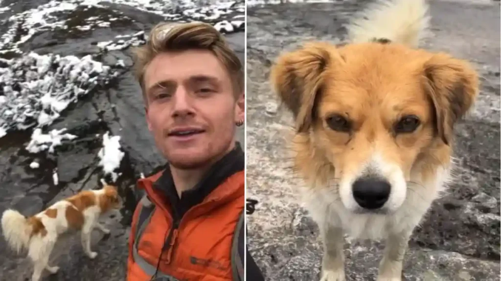 El perro Chiribaya en la actualidad