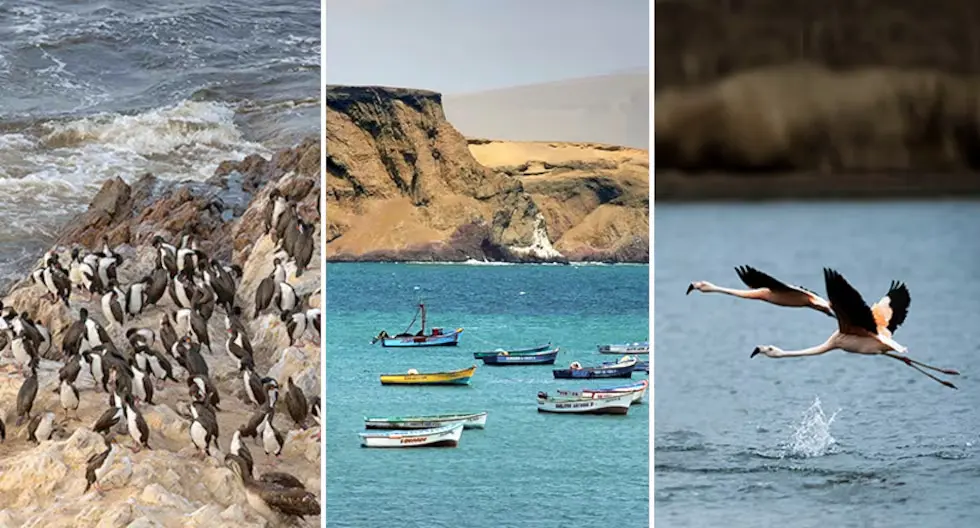 fotos de la reserva de paracas