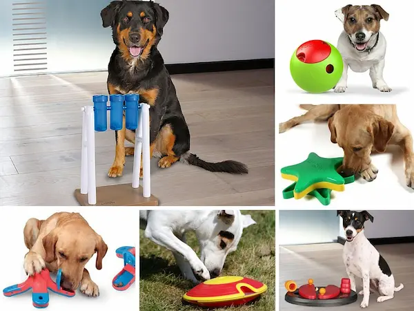 Juegos y actividades para hacer en casa por el día del perro
