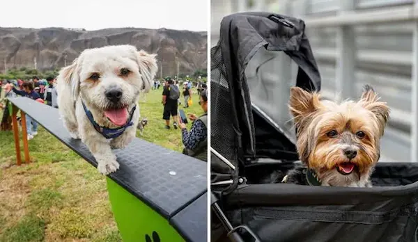 Planes al aire libre para celebrar con tu mascota el día del Perro