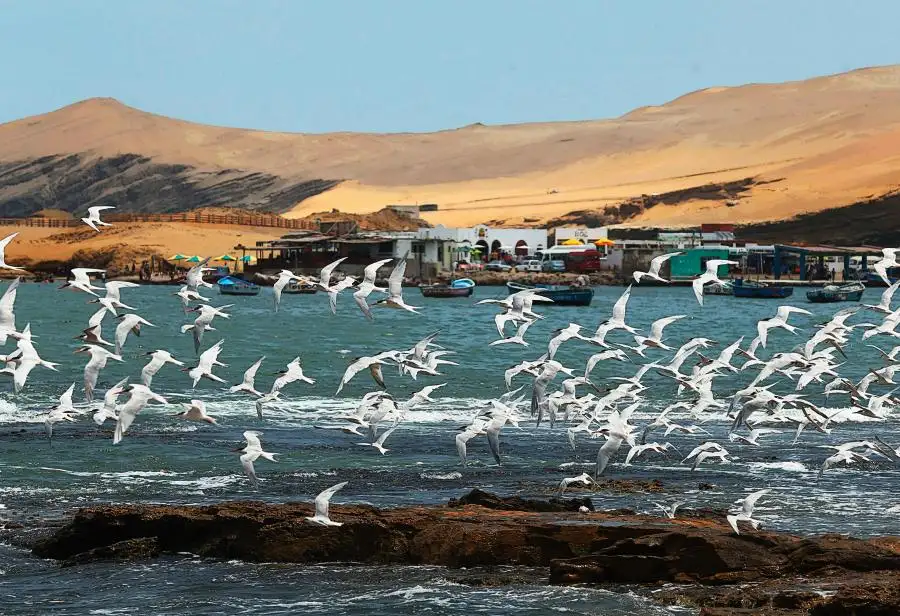 Paracas
