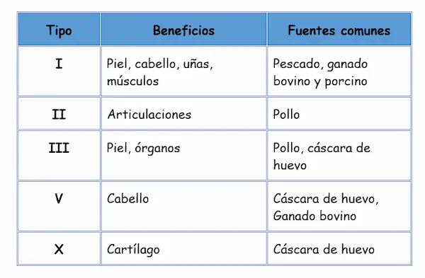Tipos de colágeno y sus funciones específicas