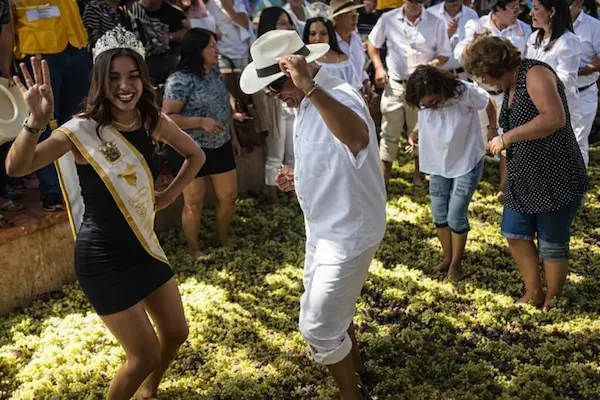 La pisa de uva tradición que sigue viva