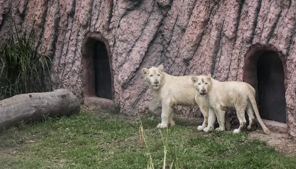 Leones en exhibición en el Parque de las Leyendas, mostrando qué animales hay en el parque de las leyendas