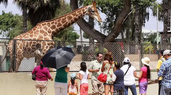 Familia disfrutando de su visita al Parque de las Leyendas mientras aprende qué animales hay en el parque de las leyendas