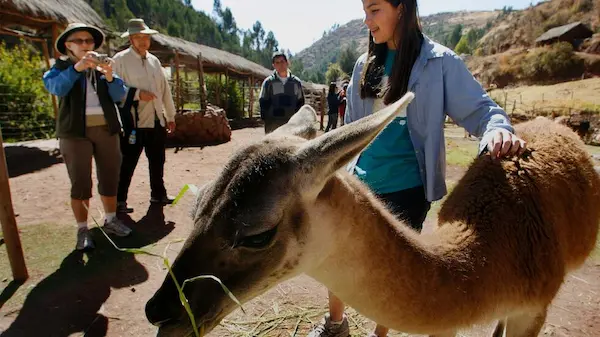 Visitantes en Cusco combinando viajes y turismo con aprendizaje sobre fauna, conectando con qué animales hay en el parque de las leyendas