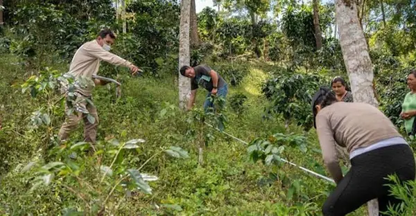 Cómo funcionan los sistemas agroforestales