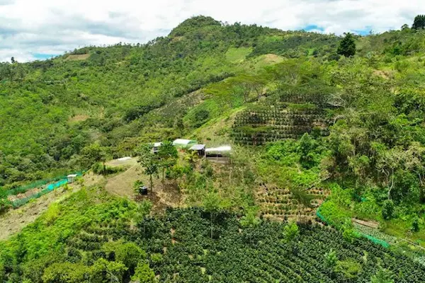 Concepto de sistemas agroforestales