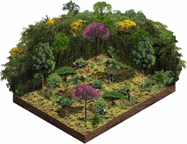 Qué son los sistemas agroforestales y cómo funcionan