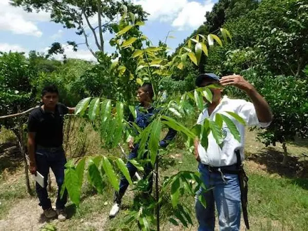 Sistemas agroforestales y sostenibilidad