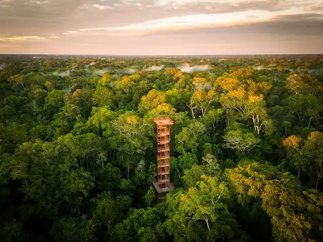 JunglePro