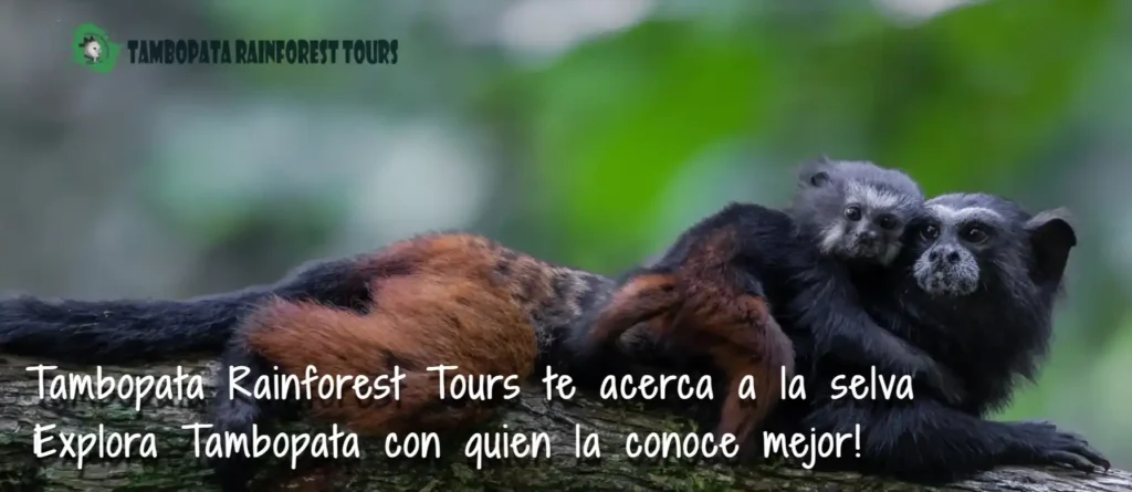 Tambopata Rainforest Tours